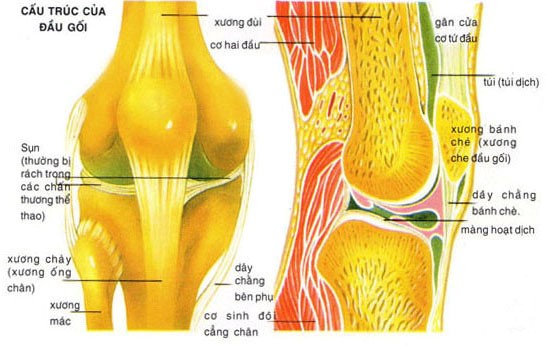 ĐÁNH GIÁ TÁC DỤNG ĐIỀU TRỊ THOÁI HÓA  KHỚP GỐI BẰNG PHƯƠNG PHÁP ĐIỆN CH M  KẾT HỢP TẬP DƯỠNG SINH