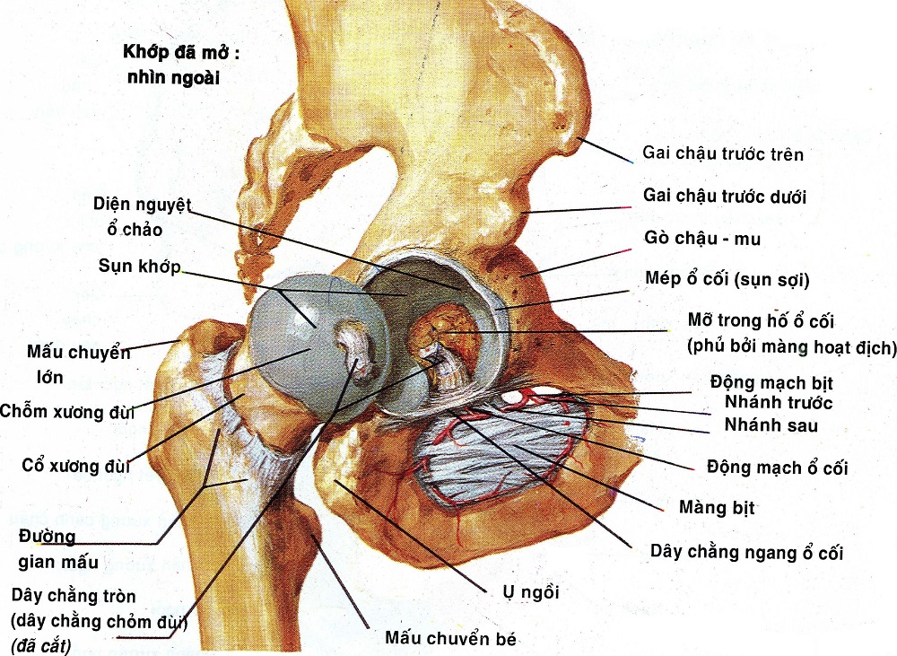 NHẬN XÉT KẾT QUẢ ĐIỀU TRỊ PHẪU THUẬT THAY KHỚP HÁNG TOÀN PHẦN KHÔNG CIMENT TẠI BỆNH VIỆN  CH M CỨU TRUNG ƯƠNG